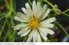 アキノノゲシ-部位-花