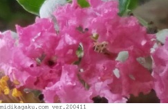 サルスベリ-部位-花-ピンク
