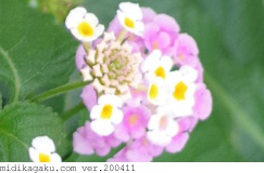 シチヘンゲ-部位-花-ピンク＋白