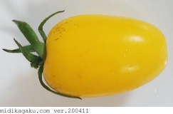 トマト-部位-実-黄