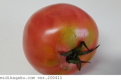 トマト-部位-実