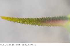 ホシホウジャク-部位-尾-幼虫