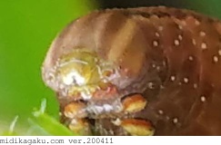 ホシホウジャク-部位-顔-幼虫