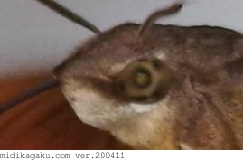ホシホウジャク-部位-顔-成虫