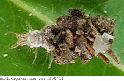 カオマダラクサカゲロウ-発生-幼虫