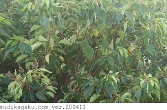 アカメガシワ-発生-樹木