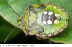 アオクサカメムシ-発生-幼虫-2