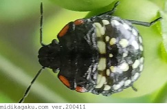 アオクサカメムシ-発生-幼虫