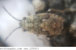 ヒメナガカメムシ-発生-幼虫