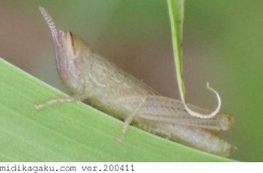 コバネイナゴ-発生-幼虫