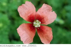 ナガミヒナゲシ-部位-花