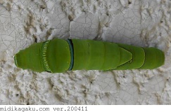 ナミアゲハ-発生-幼虫-5