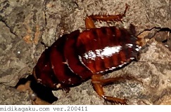 クロゴキブリ-発生-幼虫
