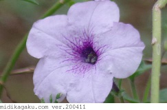 ツクバネアサガオ-部位-花-白＋紫