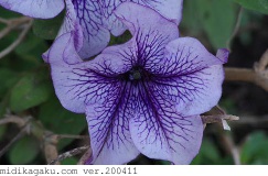 ツクバネアサガオ-部位-花-紫