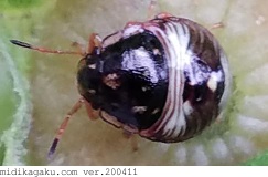 チャバネアオカメムシ-発生-幼虫-1