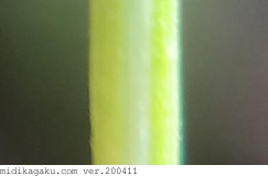 スズメノカタビラ-部位-茎