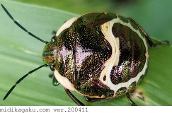 アカスジキンカメムシ-発生-幼虫