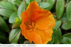ハナスベリヒユ-部位-花-オレンジ