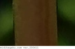 ハナスベリヒユ-部位-花-茎