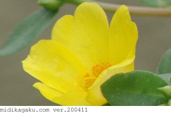 ハナスベリヒユ-部位-花-黄