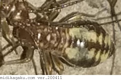 クロミャクチャタテ-発生-幼虫