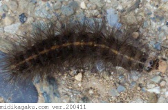 キハラゴマダラヒトリ-発生-幼虫