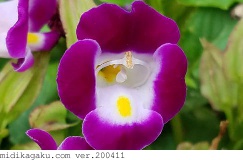 ナツスミレ-部位-花-紫