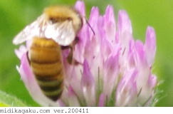 ムラサキツメクサ-関係-セイヨウミツバチ