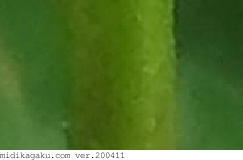モモイロシロツメクサ-部位-茎