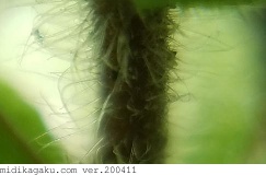 タチイヌノフグリ-部位-茎