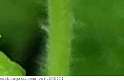オオイヌノフグリ-部位-茎