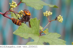 コガタスズメバチ-関係-ノブドウ