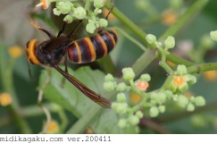 コガタスズメバチ-関係-ヤブガラシ