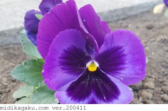 パンジー-部位-花-紫