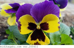 パンジー-部位-花-黄＋紫