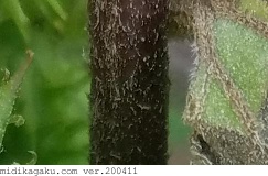 オオオナモミ-部位-茎