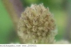 オオオナモミ-部位-花