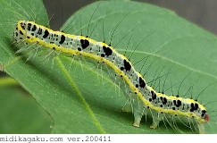 フタトガリコヤガ-発生-幼虫